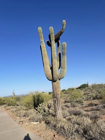 Villa for 8 Guests in Scottsdale, Maricopa County, Picture 1