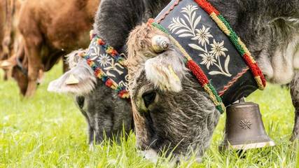 Ferienwohnung für 5 Personen in Leutasch, Innsbruck Land, Bild 3