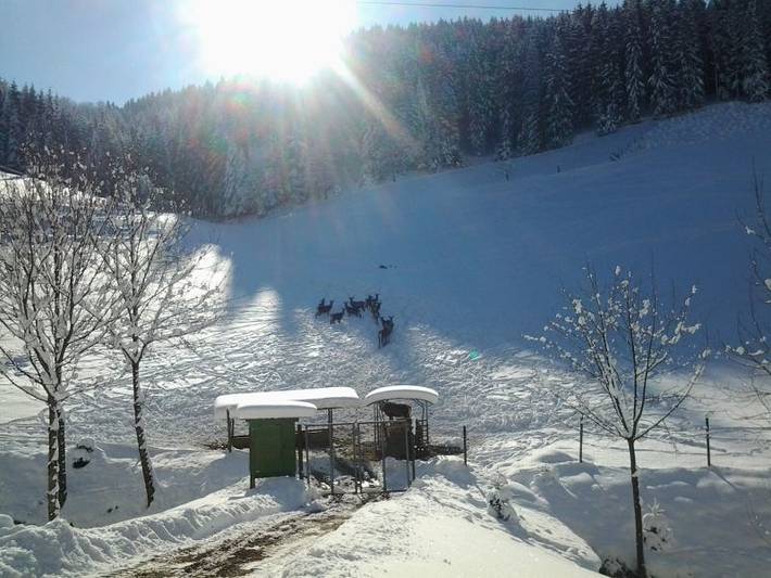 Pension Waldfrieden - Einzelzimmer mit Etagen-Dusche und Wc in Oberharmersbach, Mittlerer Schwarzwald