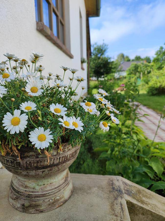 Chalet für 4 Personen, mit Terrasse und Garten in Ungarn - 4
