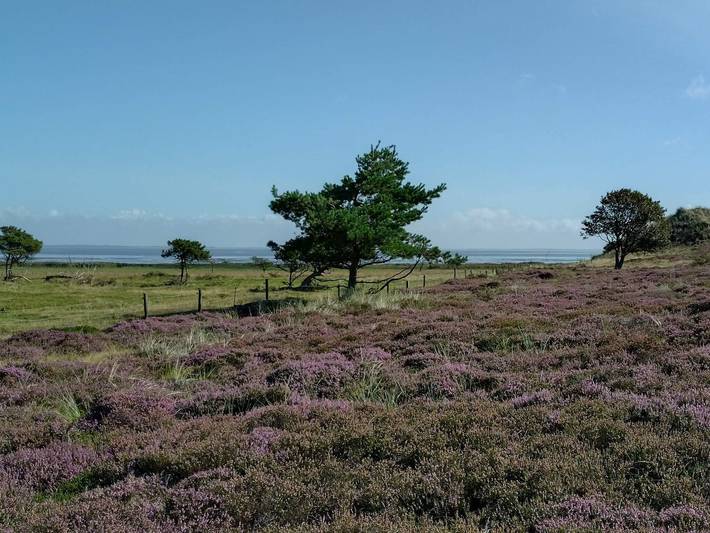 Ferienhaus für 4 Personen, mit Terrasse, kinderfreundlich auf Fanø - 4