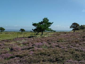 Ferienhaus für 4 Personen in Rindby, Fanø, Bild 3