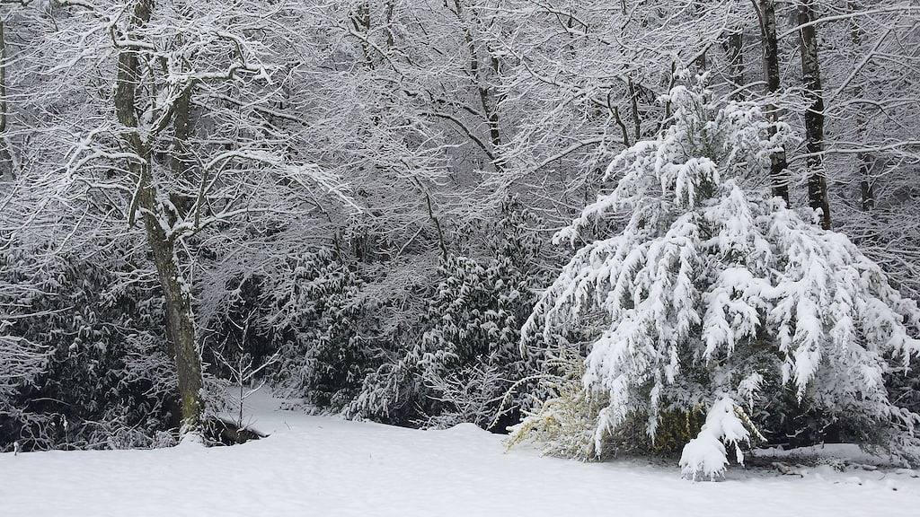 Die Hütte in Maggies Farm am rauschenden Tucker Creek, Forellenteich, Blue Ridge Pkwy in Transylvania County
