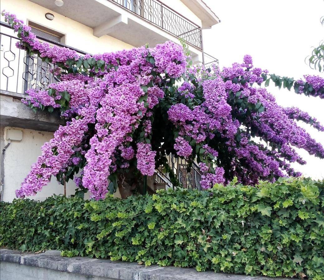 Appartamento intero, La Bouganville in Vitorchiano, Provincia di Viterbo