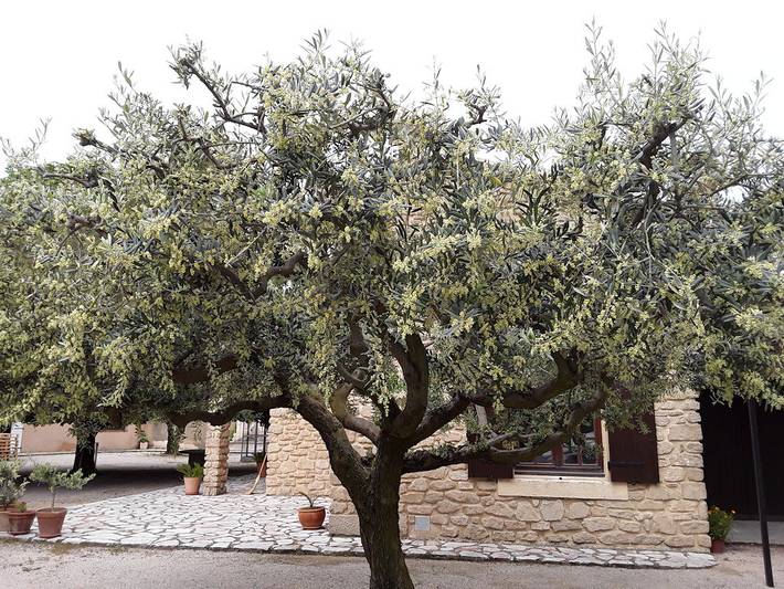 Location de vacances pour 2 personnes, avec terrasse dans le Vaucluse - 2