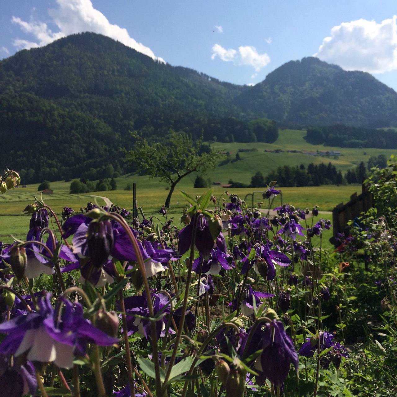 Schifterhof Ruhpolding - Ferienwohnung Bauernhof Südbalkon 36qm, Kochni., 1 Schlaf- und 1 Wohnzimmer in Ruhpolding, Bayerische Alpen