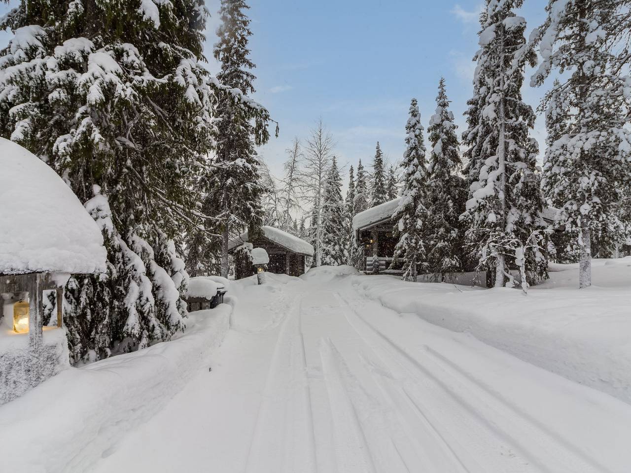 Mäkikelo in Lappland