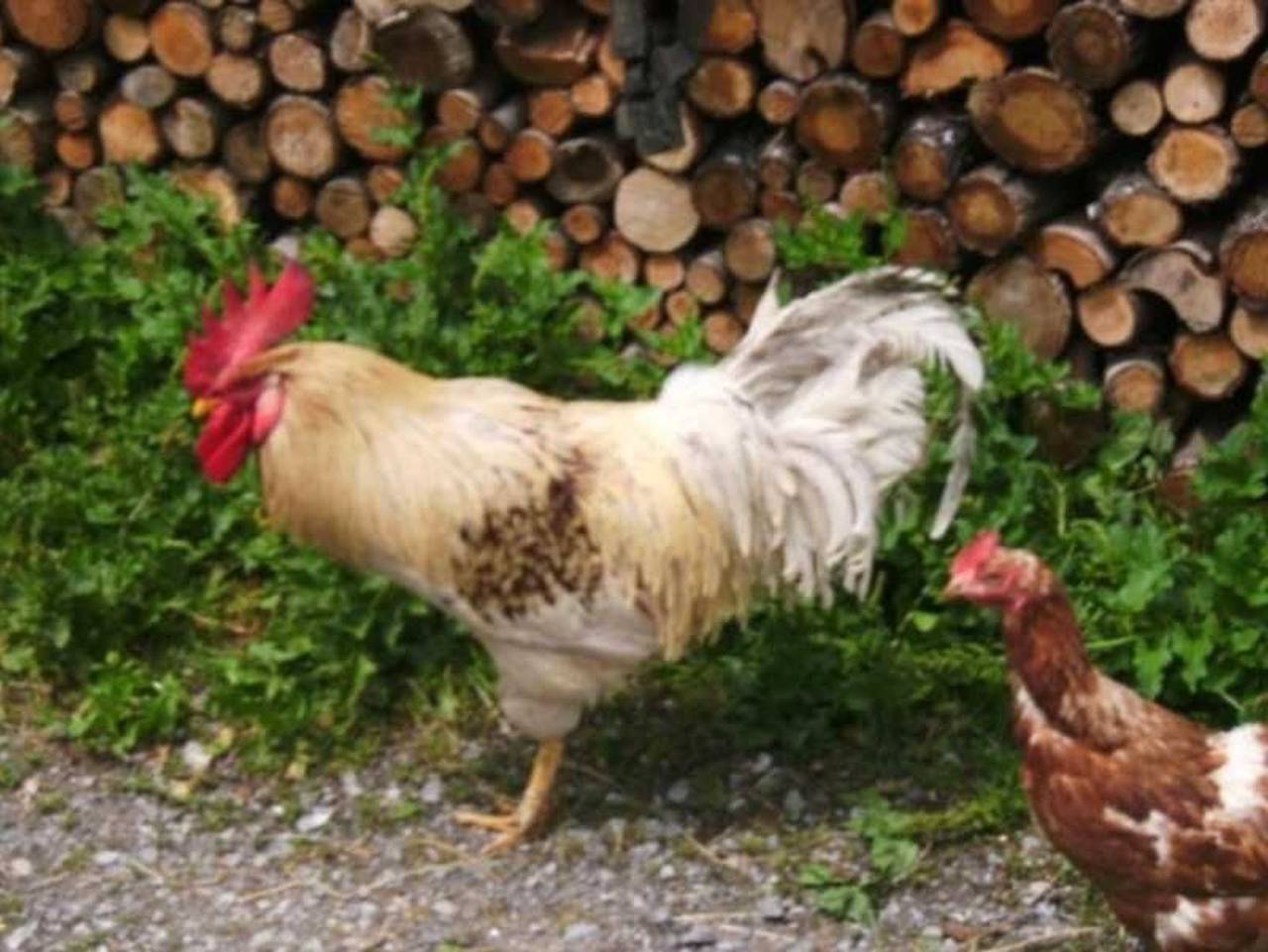 Christerhof - Fam. Lidschreiber in Fischbachau, Bayerische Alpen