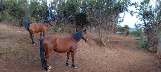 Finca für 3 Personen, mit Garten, kinderfreundlich auf Teneriffa Nord