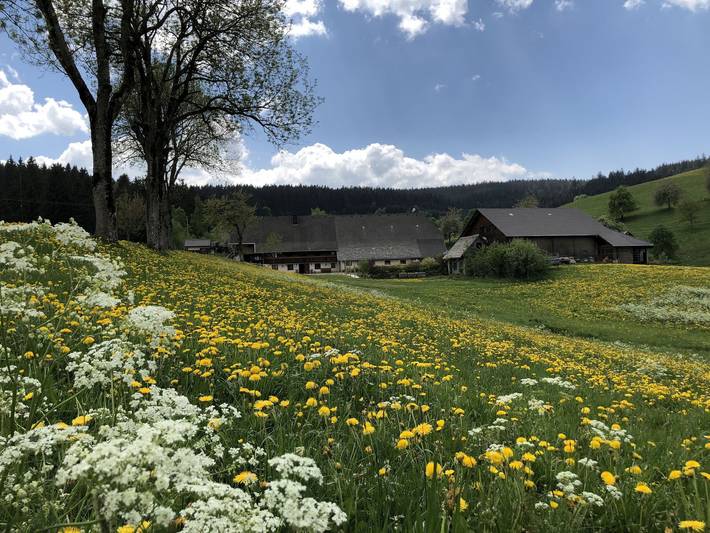 Room 'Gästezimmer' with Private Terrace, Shared Garden and Wi-Fi in Breitnau, Southern Black Forest