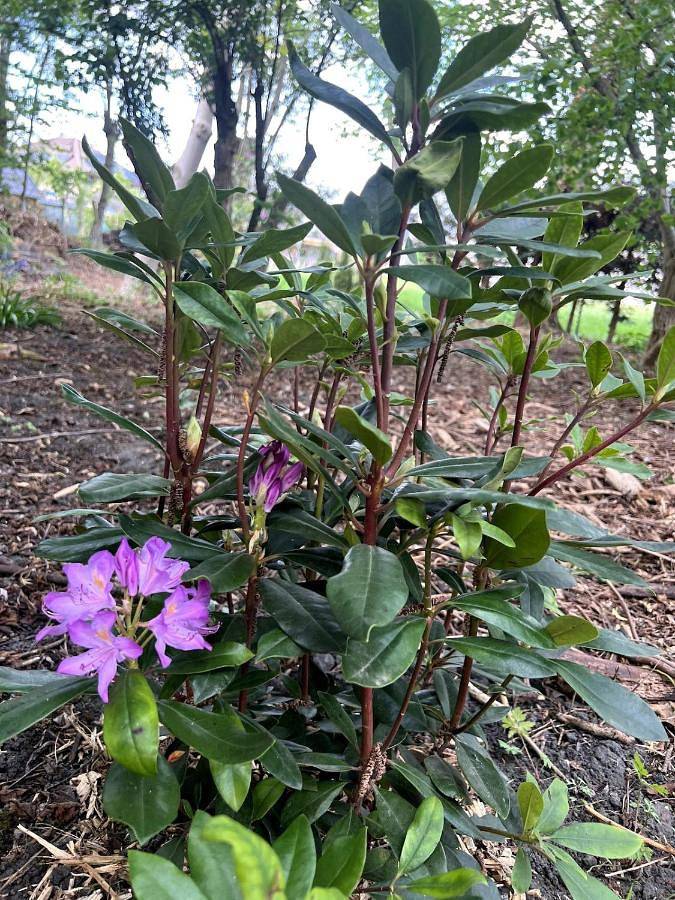 Location de vacances pour 10 personnes, avec jardin, animaux acceptés à Oostkamp - 3