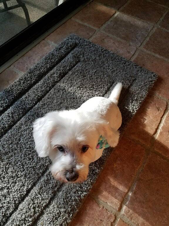 Vacation rental for 8 people, with terrace in Longboat Key