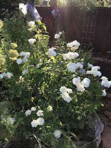 Vacation Apartment for 2 Guests in Sedona, Coconino National Forest, Picture 4