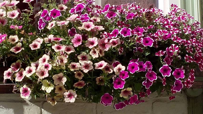 Ferienwohnung für 5 Personen, mit Garten in Adventsstadt Quedlinburg - 4