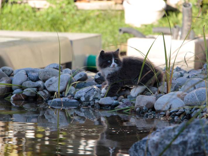 Hütte für 6 Personen, mit Pool und Sauna sowie Terrasse und Garten, kinderfreundlich in Baden-Württemberg - 4