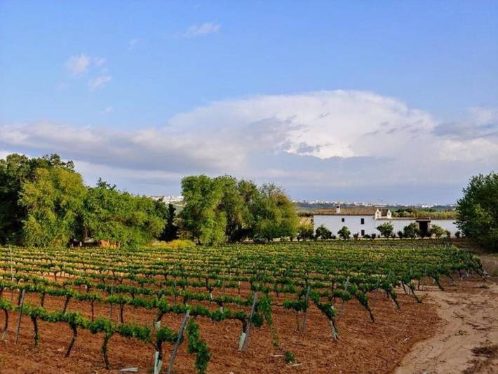Casa rural para 18 personas, con piscina además de jardín y vistas en Campiña Sur Cordobesa - 2