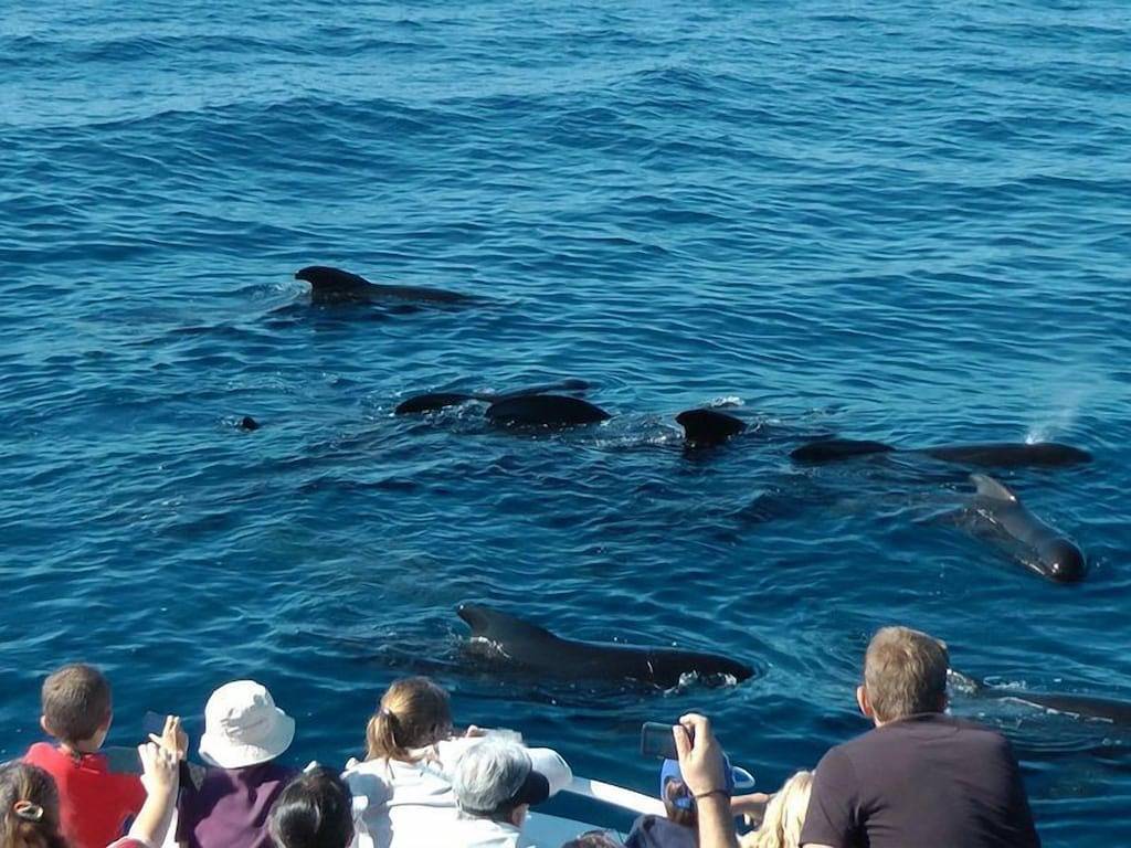 Erstaunlicher einzigartiger Fünf-Sterne-Rückzugsort am Wasser in Hobart, Tasmanien
