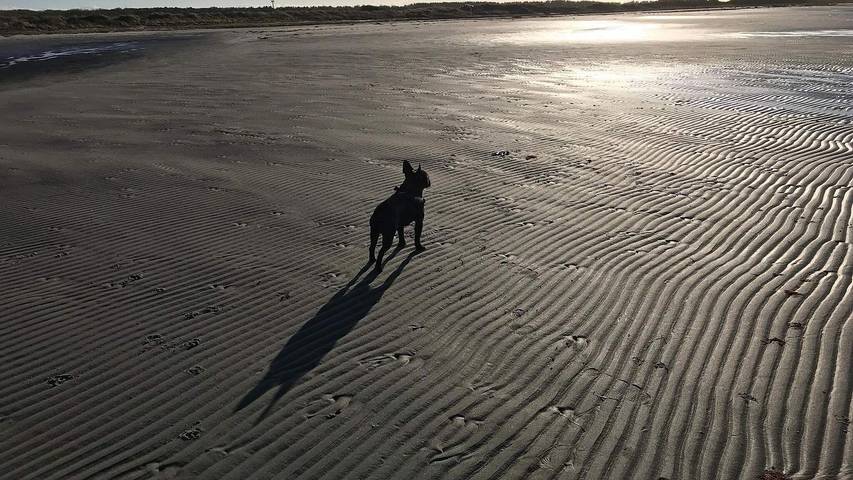 Ferienhaus mit Meerblick für 13 Personen, mit Terrasse und Sauna, mit Haustier auf Læsø - 3
