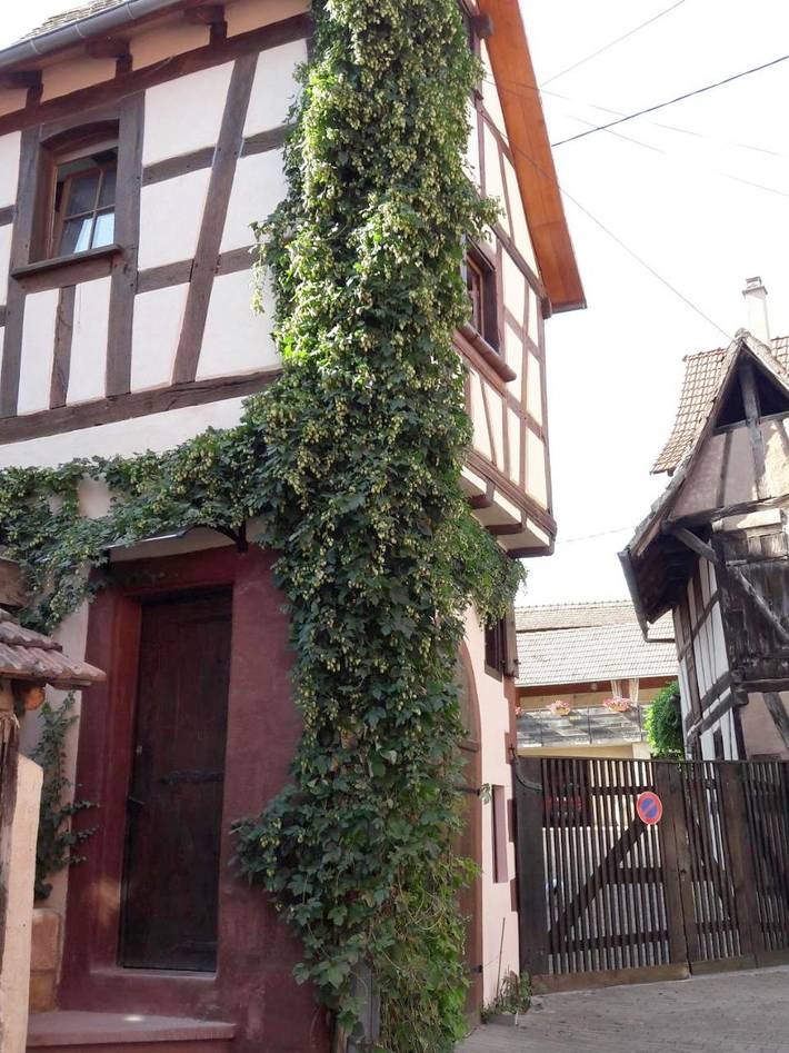 Gîte pour 2 personnes, animaux acceptés à Bouxwiller - 4