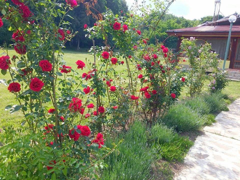 Twin Room in Razgrad, Bulgarie
