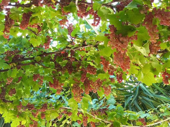 Location de vacances pour 2 personnes, avec piscine ainsi que vue et jardin à Montauriol - 3