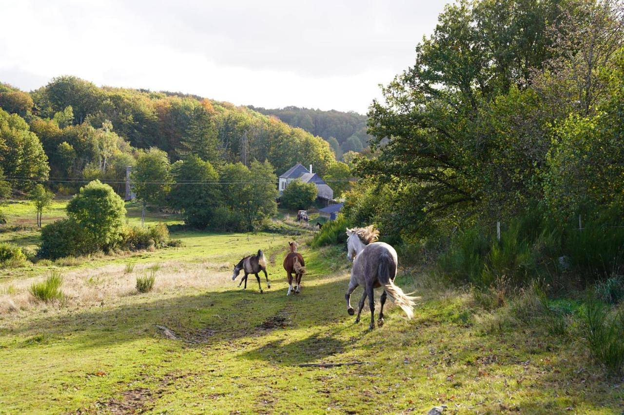 Ferme Équestre Equi'Cantal in Montboudif, Parc naturel régional des Volcans d'Auvergne