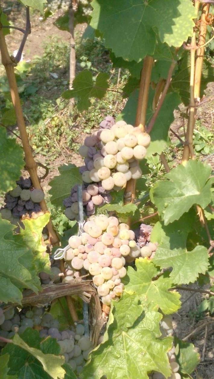 Ferienhaus für 6 Personen, mit Ausblick und Garten in Lieser - 2