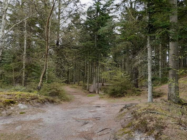 Ferienhaus für 8 Personen, mit Pool und Sauna in Henne Strand - 4