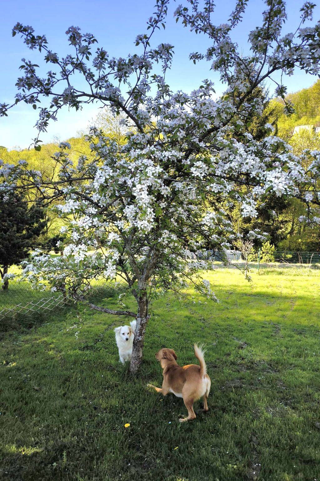Ganze Wohnung, Ferienwohnung Sander in Kirchen (Sieg), Altenkirchen & Umgebung
