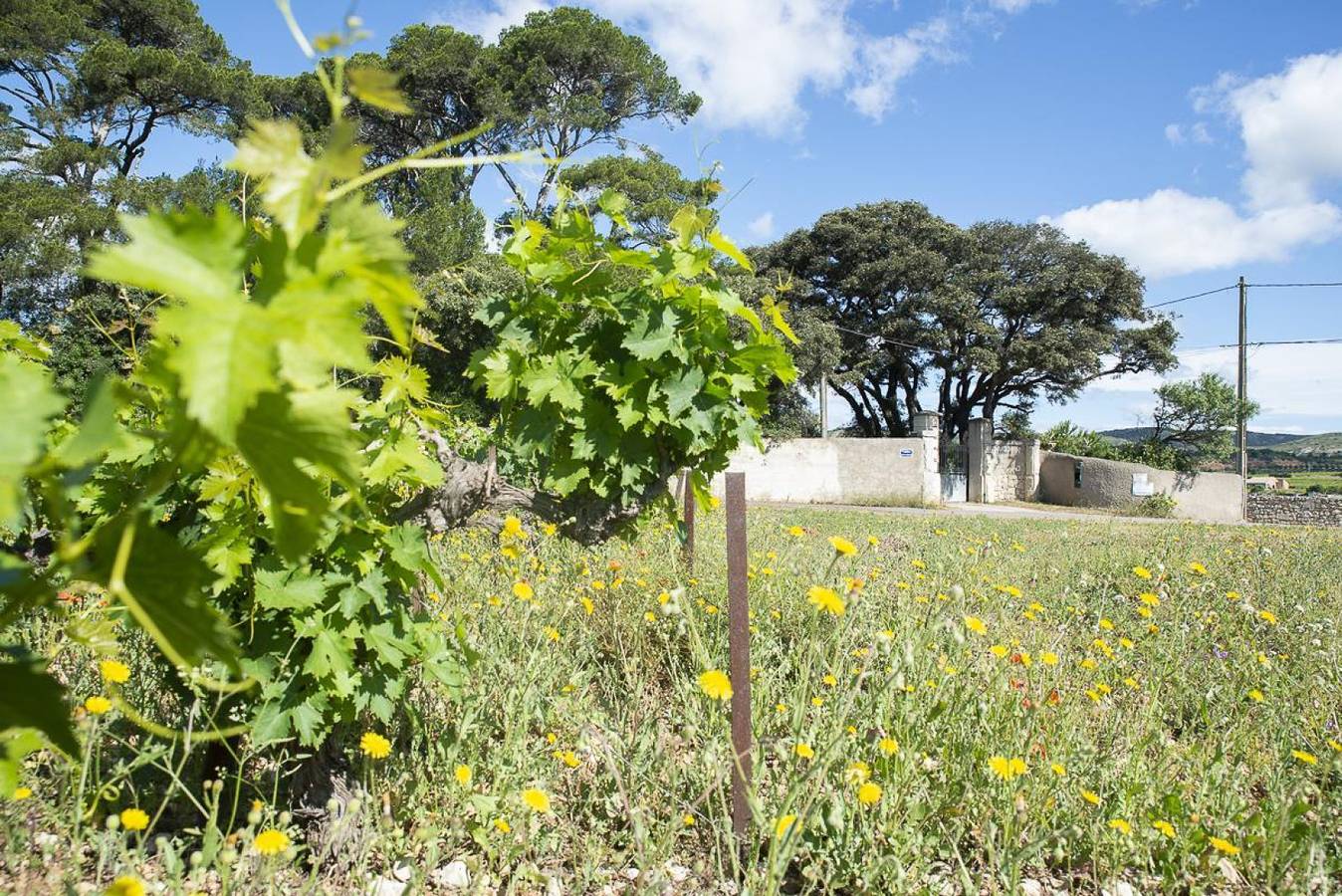 Domaine de Selhac - Hugo in Frontignan, Côte d'Améthyste