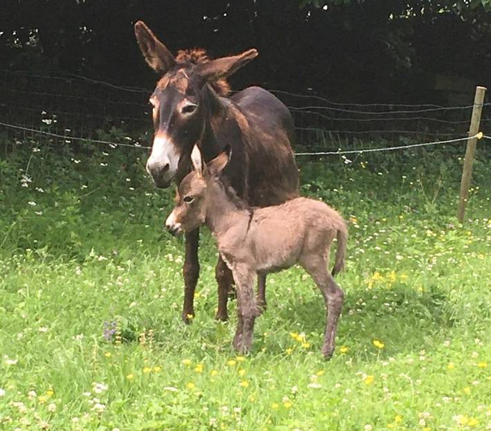 Location de vacances pour 3 personnes, avec jardin et vue, animaux acceptés à Arta Terme - 2