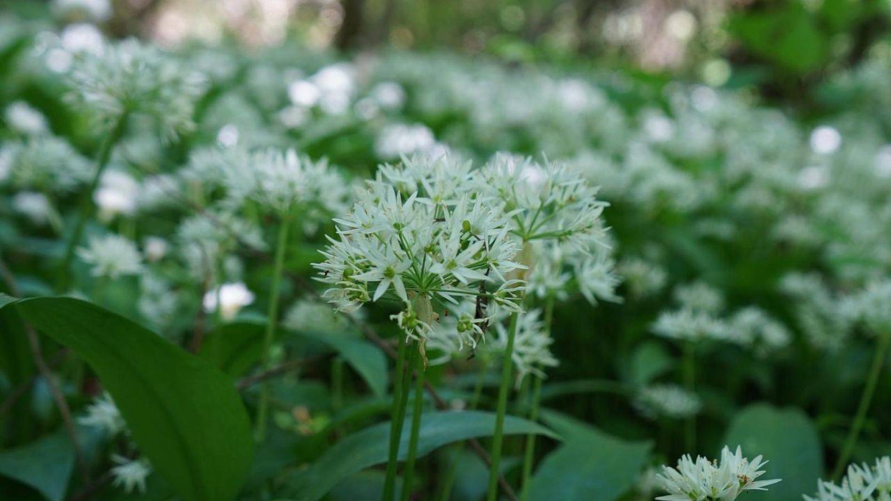 Ganze Ferienwohnung, Ferienwohnung für 6 Personen (80 m²) in Gersheim in Gersheim, Saarpfalz-Kreis