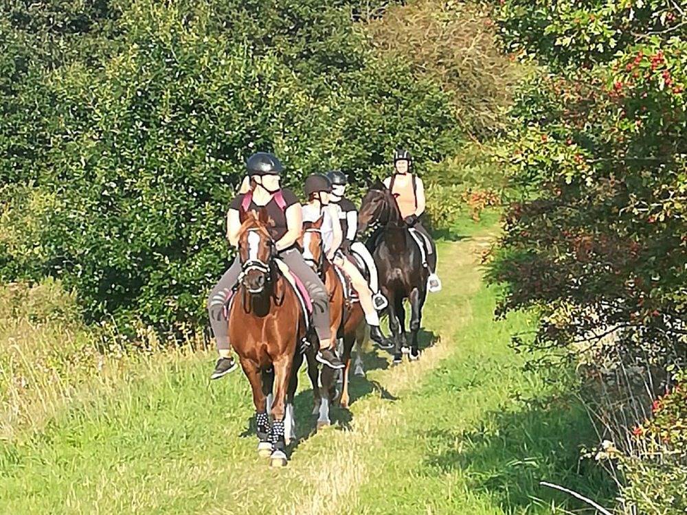 Ganze Ferienwohnung, Ferienwohnung Reitanlage Bärenz - Mika in Selk, Schleswig & Umgebung