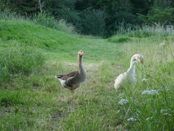 Gîte pour 4 personnes à Beaumont-de-Lomagne - 4