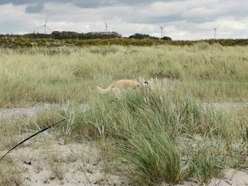 Ferieudlejning til 8 Personer i Hummingen, Dannemare, Billede 4