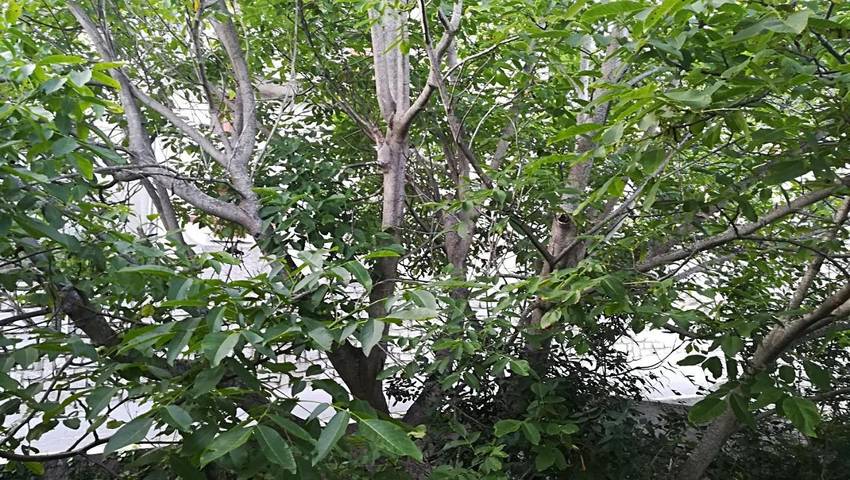 Chambre d’hôte pour 6 personnes, avec terrasse ainsi que jardin et vue en Corse - 4