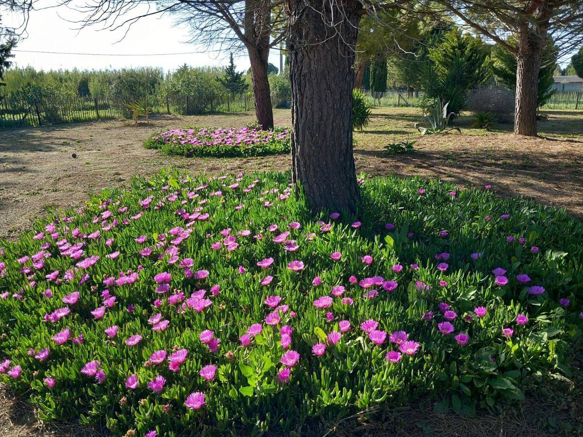 Domaine de L'Outarde Canepetiére Gîte A in Saint-Laurent-d'Aigouze, Côte d'Améthyste