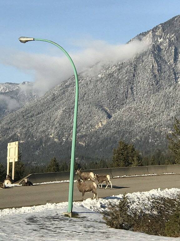 Ganze Wohnung, Affordable Luxury Condo in Radium Hot Springs in Radium Hot Springs, Kootenay-Nationalpark