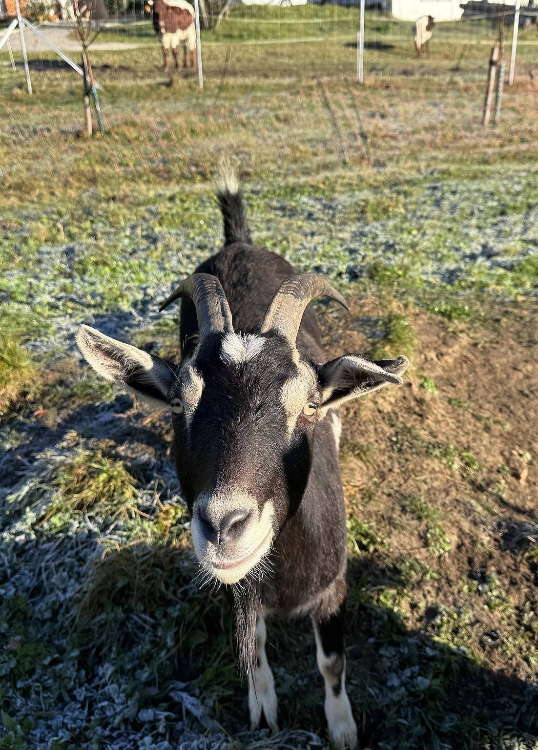 Apartamento vacacional entero, Ferienwohnung Hoisenlehen - Ferienwohnung in Göllstock, Marktschellenberg