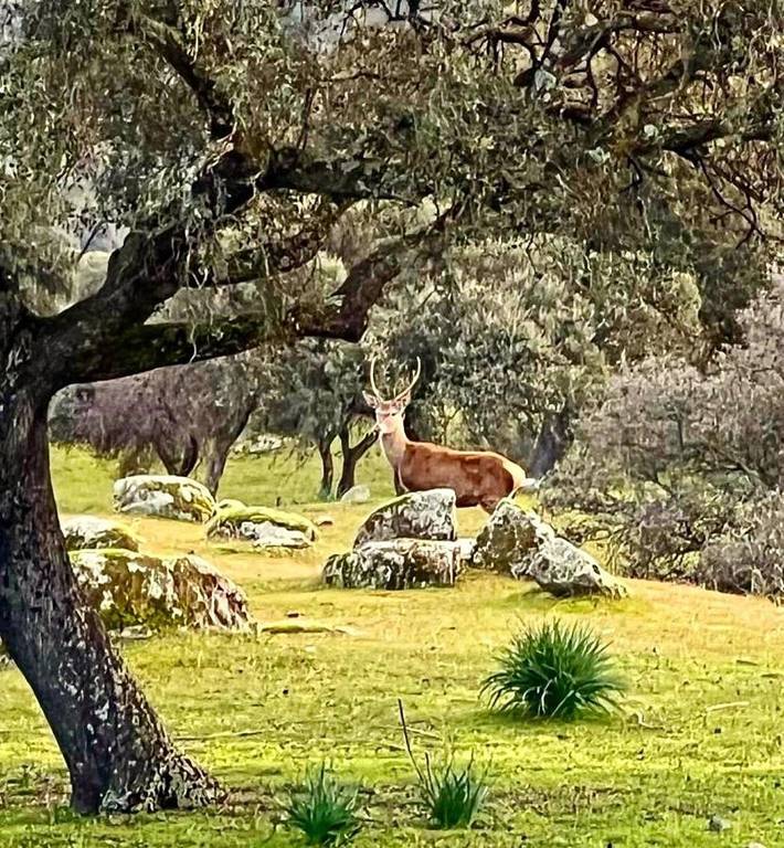 Casa rural para 14 personas, con vistas y jardín en Baños de la Encina - 3