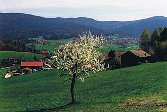 Ferienhaus für 4 Personen, mit Terrasse und Garten in Arnbruck - 4