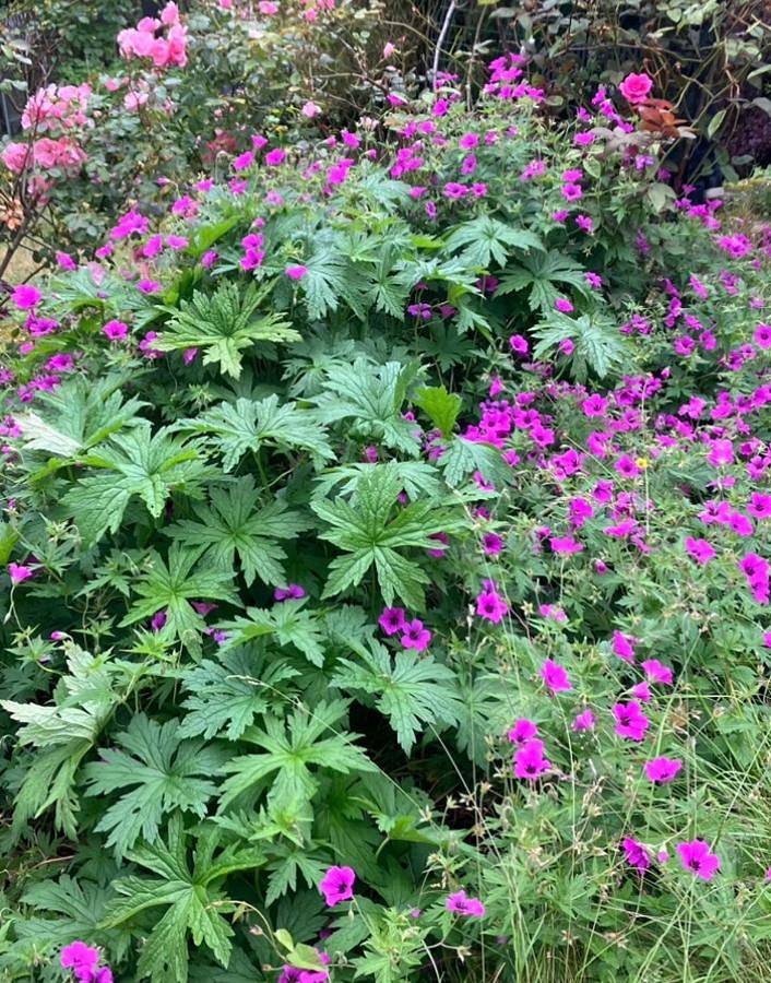 Location de vacances pour 8 personnes, avec jardin et sauna à Marchin - 3