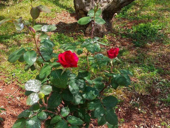 Ferienwohnung für 4 Personen, mit Ausblick und Garten