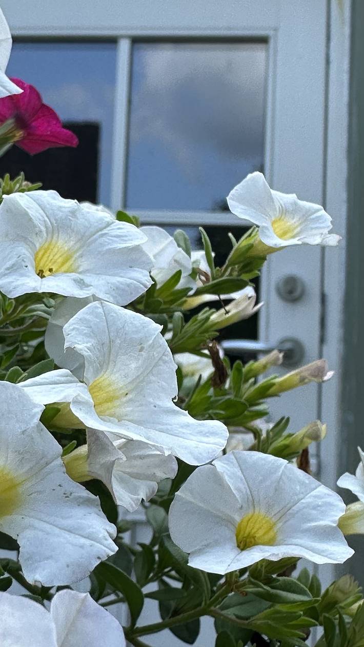 Ferienhaus für 2 Personen, mit Garten in Altes Land Stade - 2