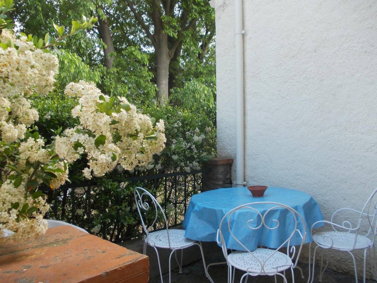 Les micocouliers in Amélie-les-Bains-Palalda, Région de Céret