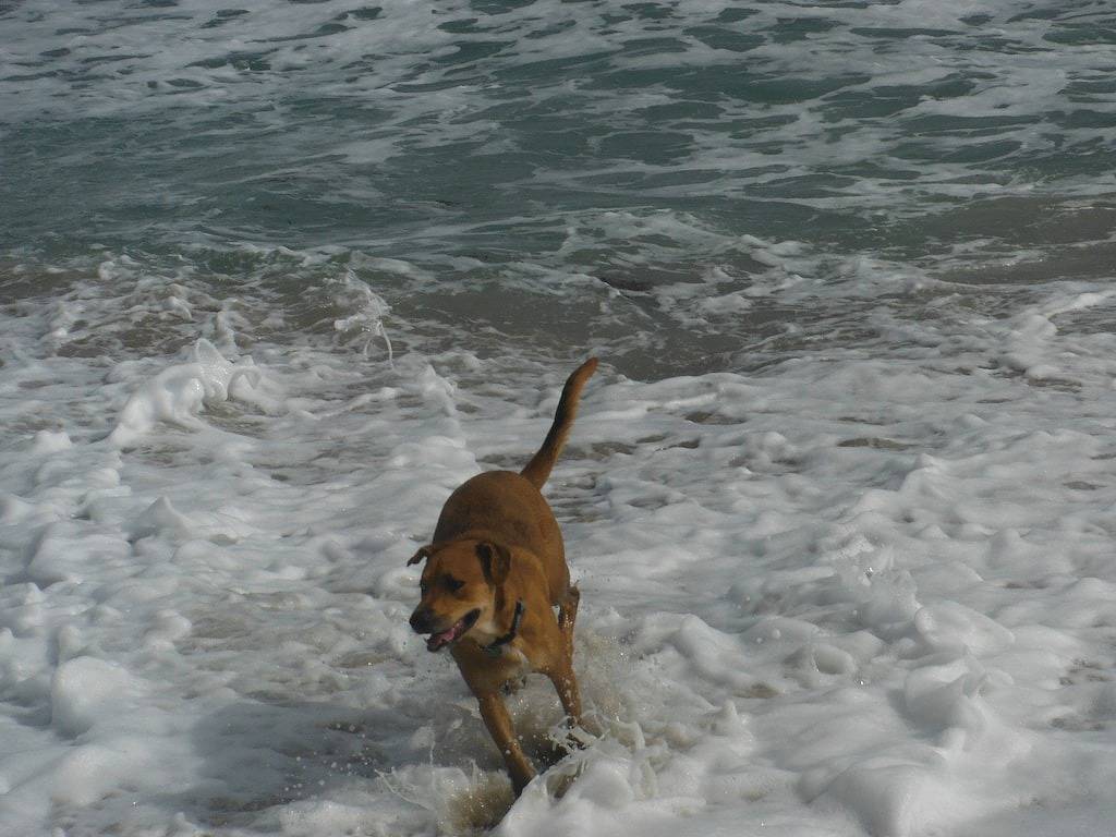 Haustiere willkommen, gegenüber vom Strand in Hutchinson Island