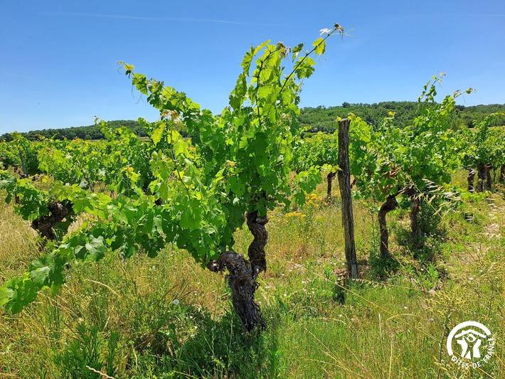 Domaine des Guiraudets in Lagrave, Albi und Umgebung