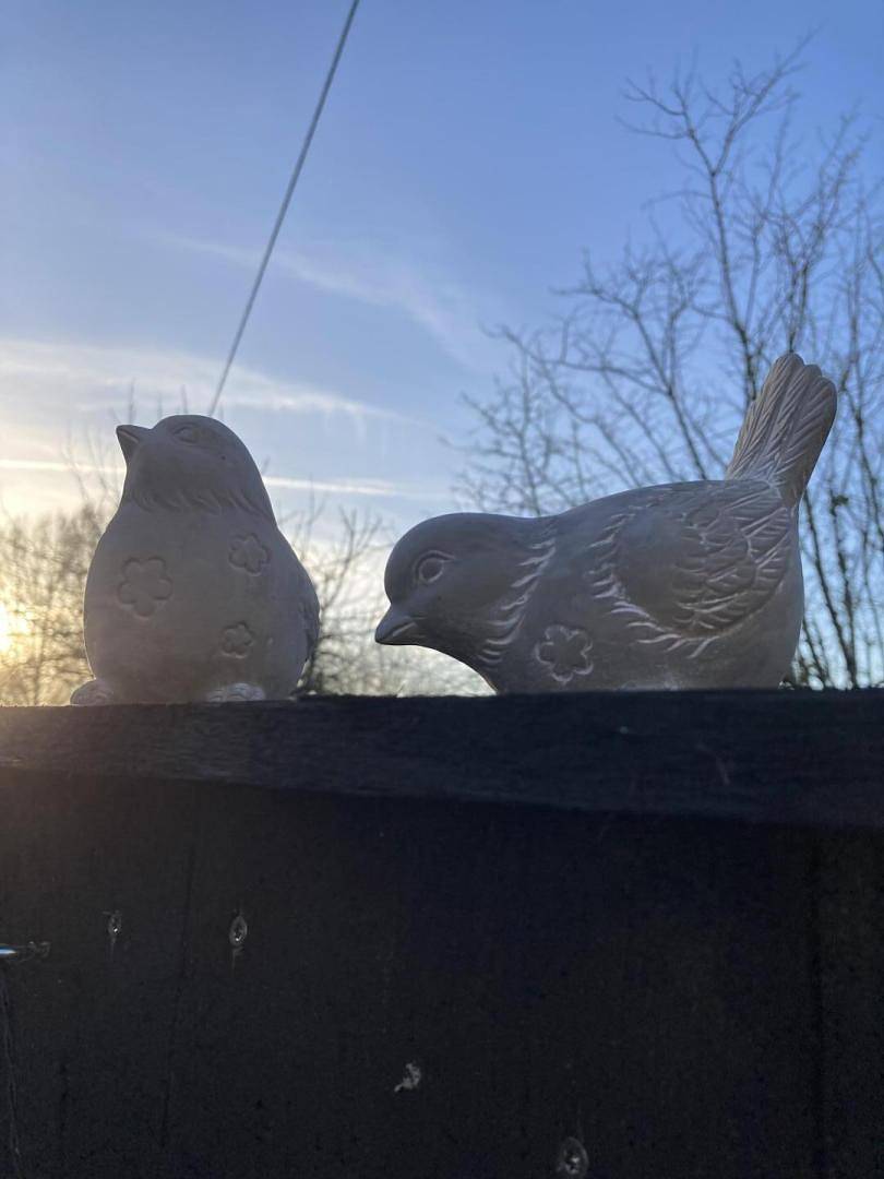 Les Agapanthes in Tréméreuc, Dinan und Umgebung