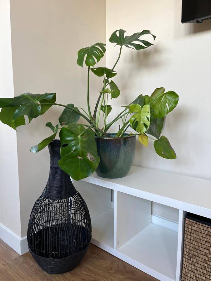 Ferienhaus für 2 Personen, mit Terrasse und Ausblick in Noordwijk - 3