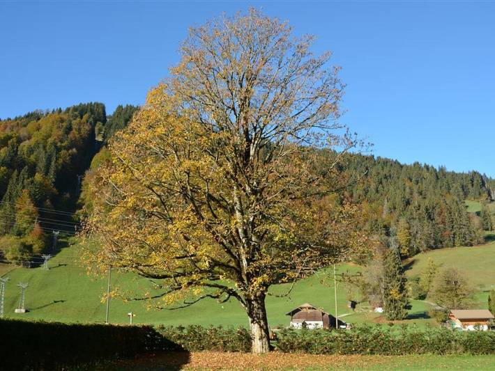 Chalet pour 6 personnes, avec balcon dans Gstaad - 4